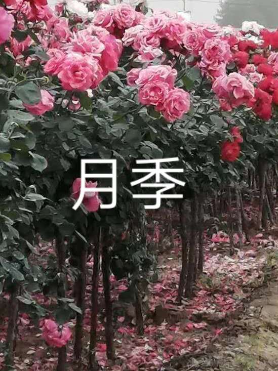 1592279863136472.jpg 35fbb6212588dc569d3ca00a3c6c365.jpg