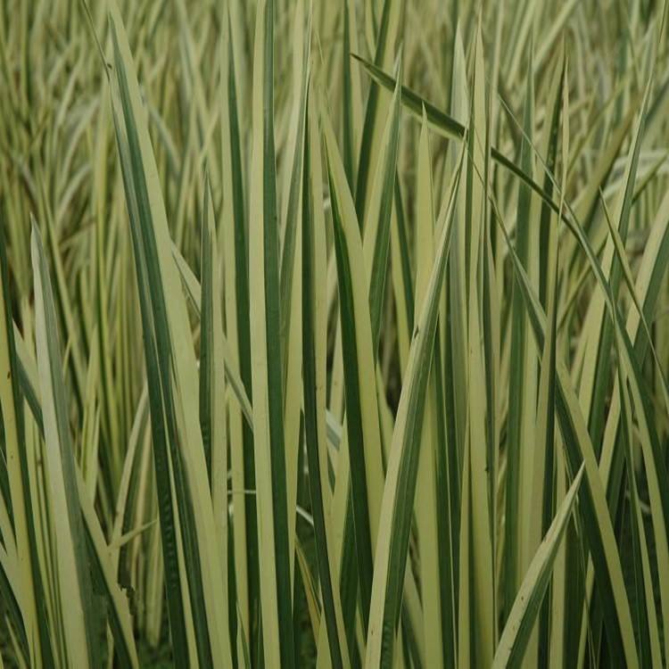 1589160365436933.jpg 花叶菖蒲.jpg